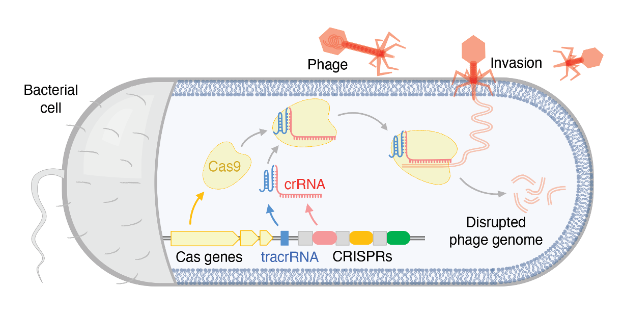 CRISPR origin
