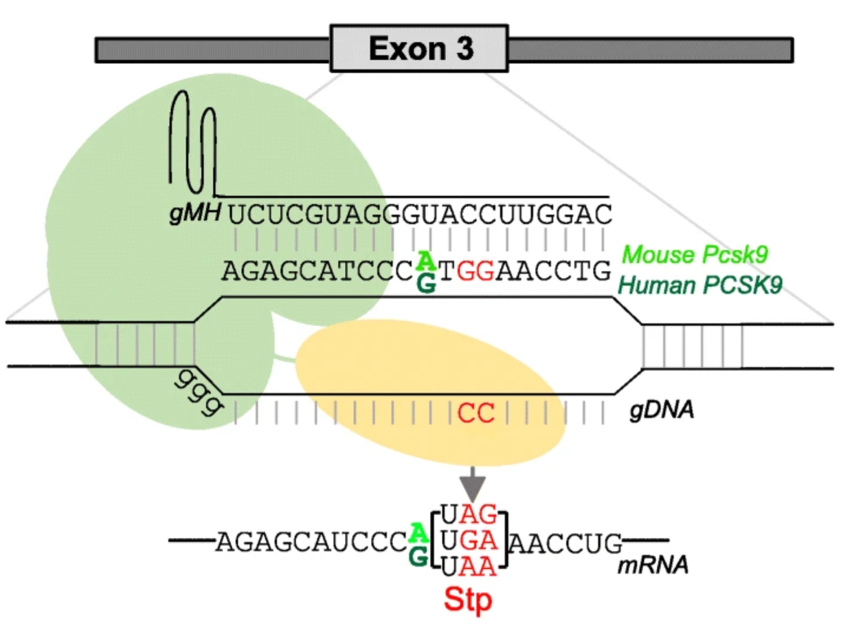 pcsk9_be.png