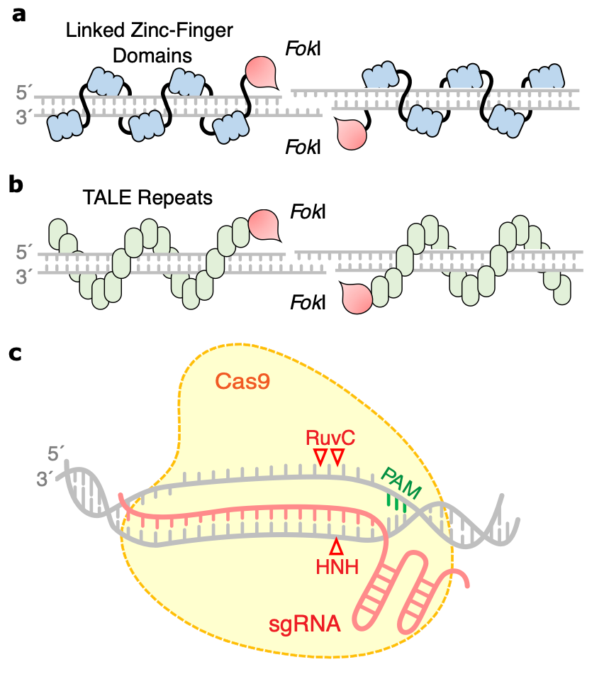 zfn_talen_crispr.png